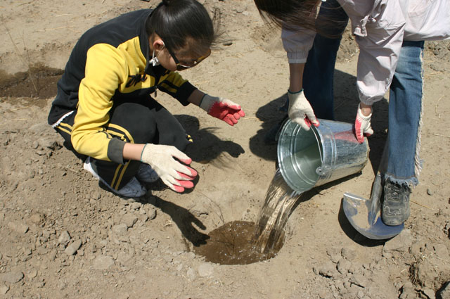 Анх суулгаж буй модонд 60 гаруй литр ус зориулах ёстой ч удахгүй бороо орно гэсэн найдлагаар зөвхөн хоёр хувин усаар л услав.